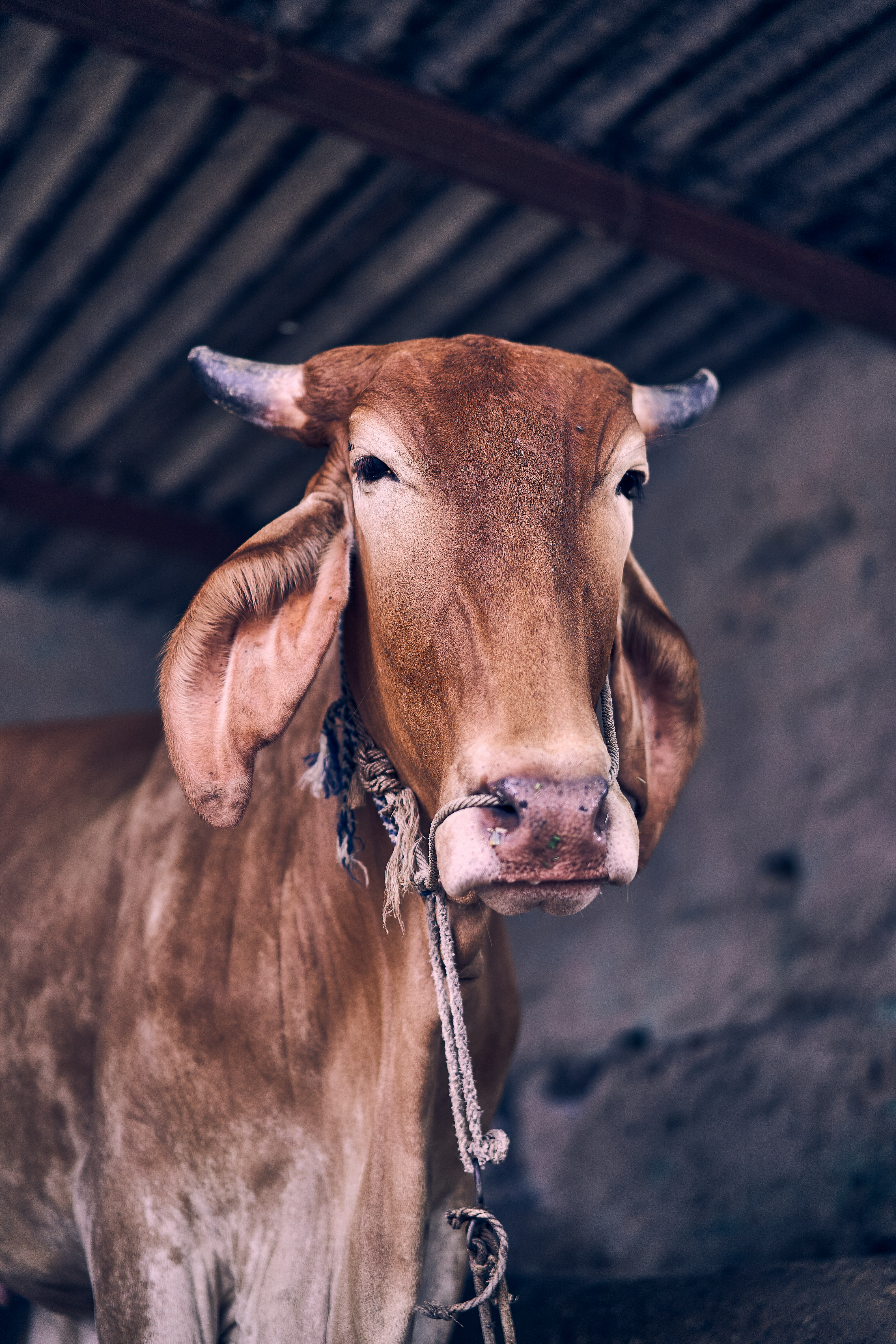 brown cow with white rope on neck